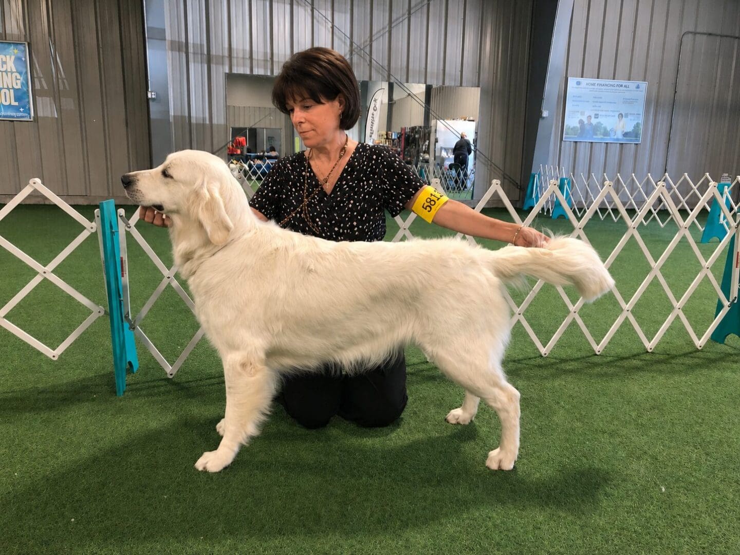 Woman presenting a golden retriever at a competition.
